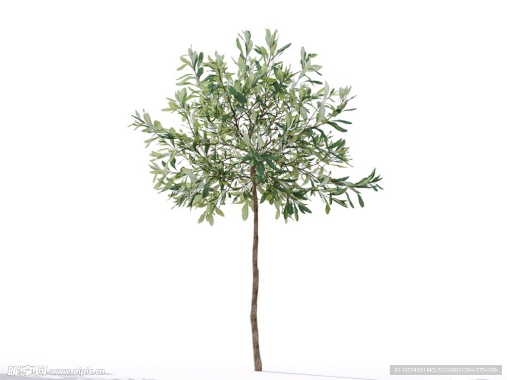 C4D模型榕树植物树木绿化