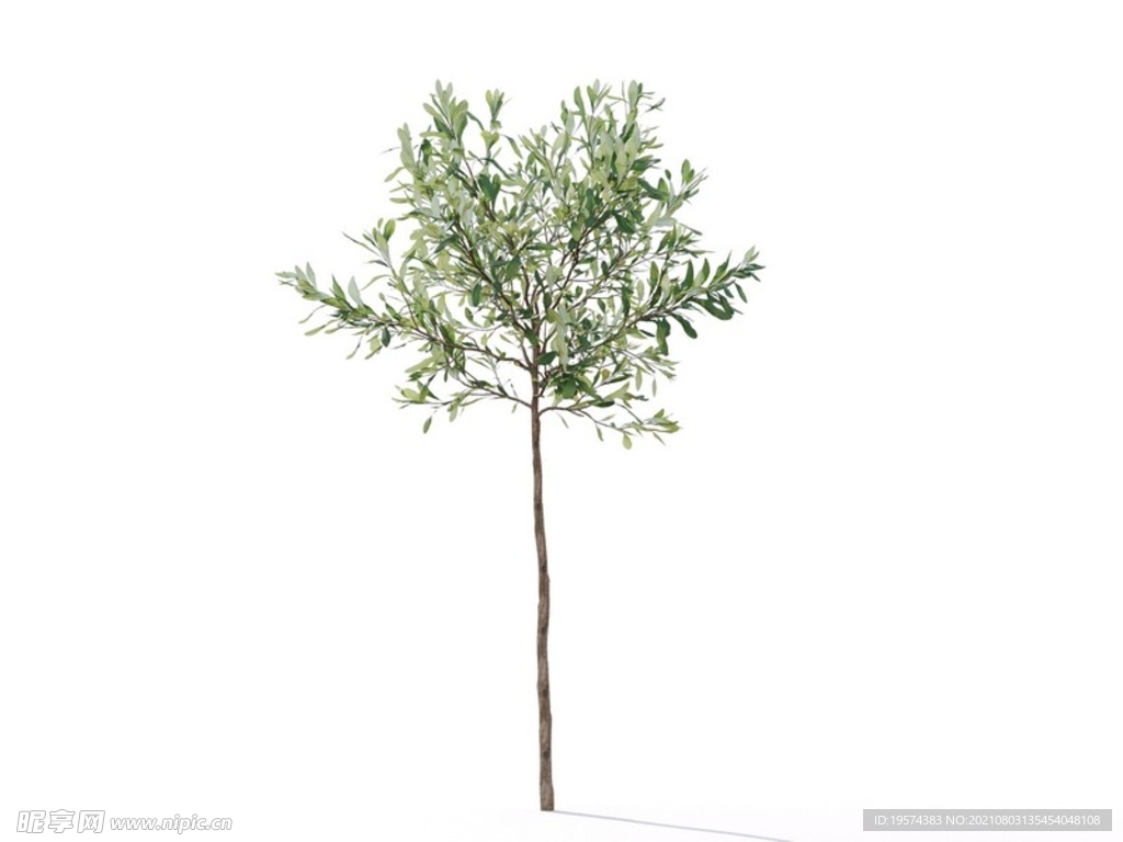 C4D模型榕树植物树木绿化