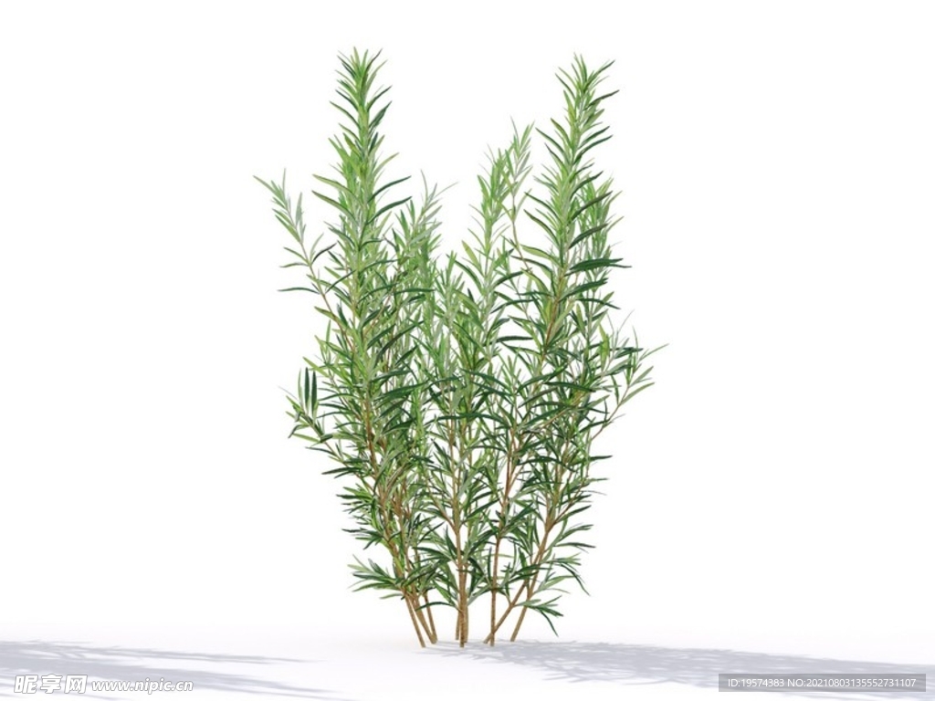 C4D模型迷迭香植物树木绿化