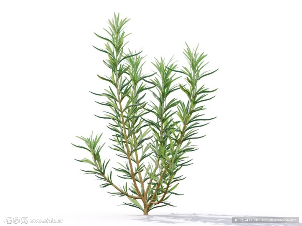 C4D模型迷迭香植物树木绿化
