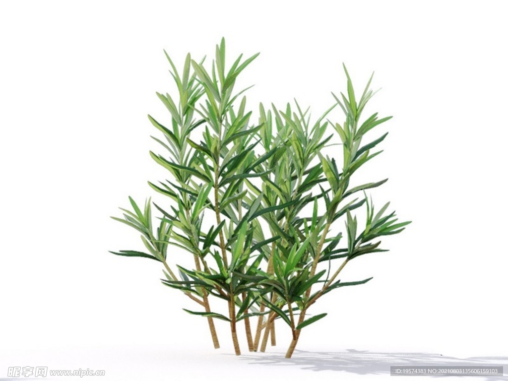 C4D模型迷迭香植物树木绿化