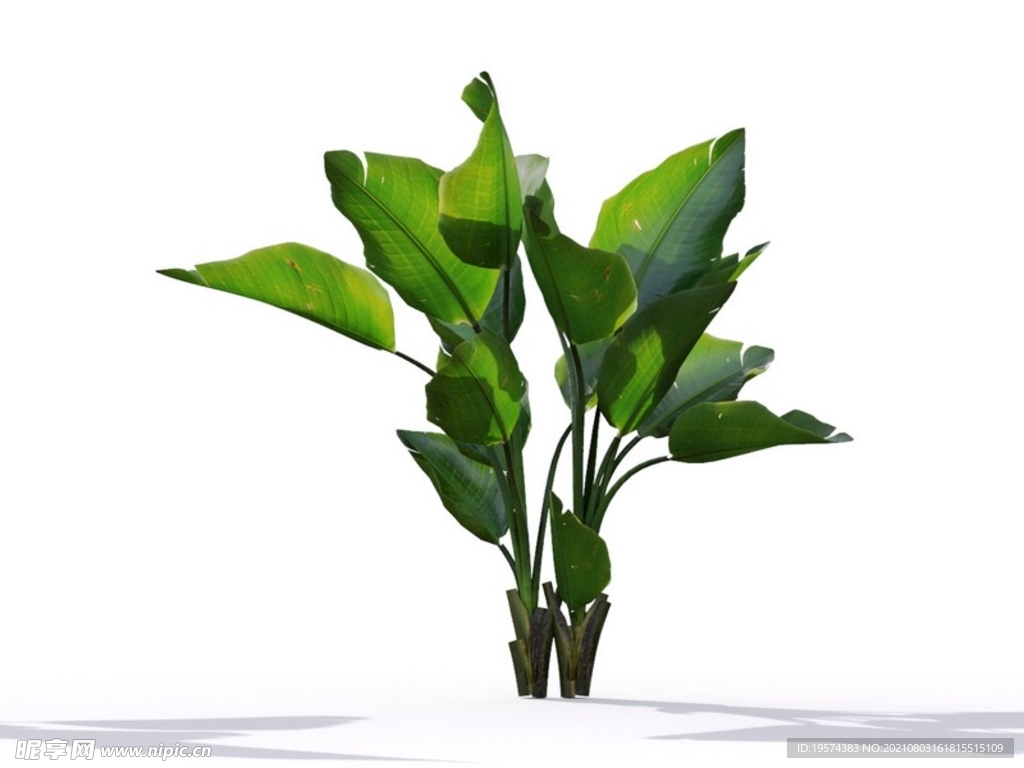 C4D模型鹤望兰绿色植物景观