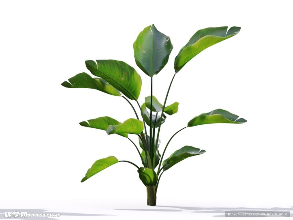 C4D模型鹤望兰绿色植物景观