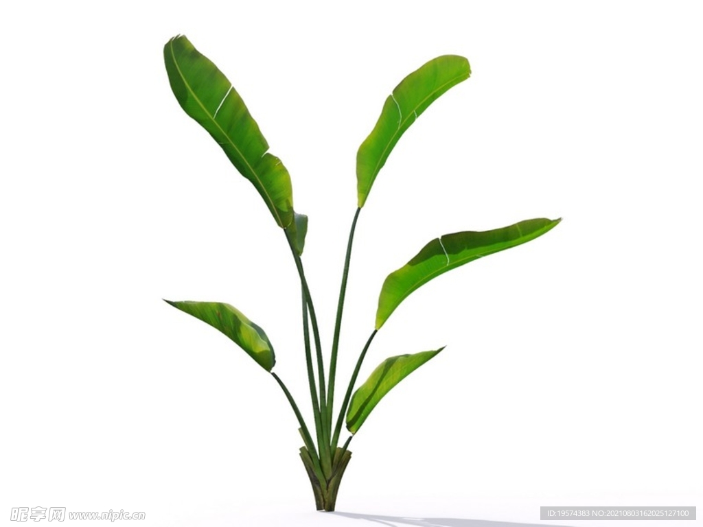 C4D模型鹤望兰绿色植物景观