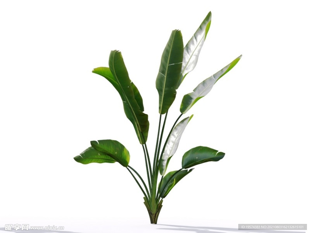 C4D模型鹤望兰绿色植物景观