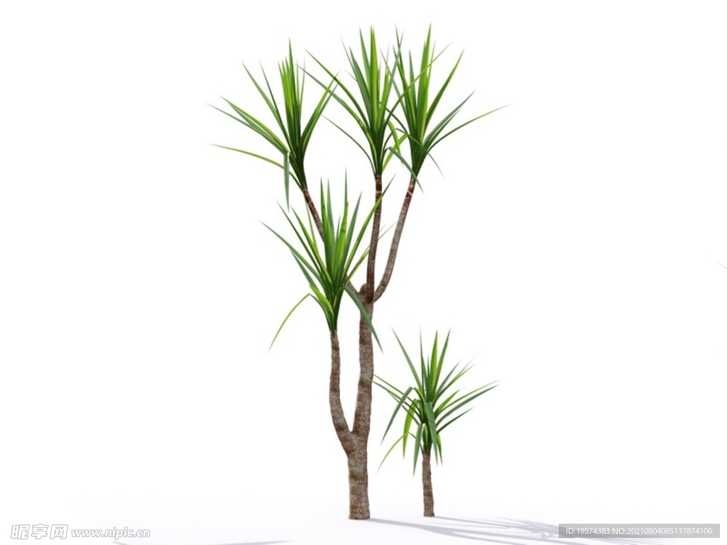 C4D模型丝兰象牙热带树