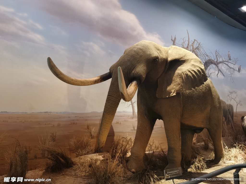 上海科技馆自然展区大象