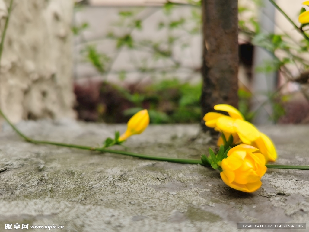 金黄色的迎春花