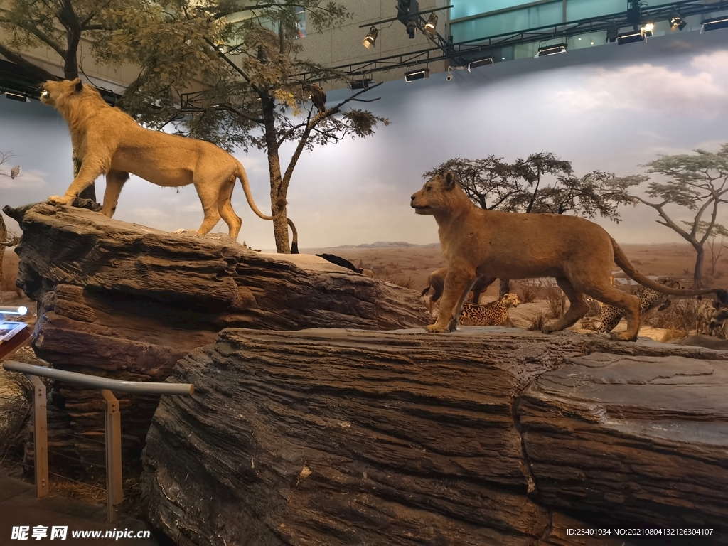 上海科技馆自然展区狮子