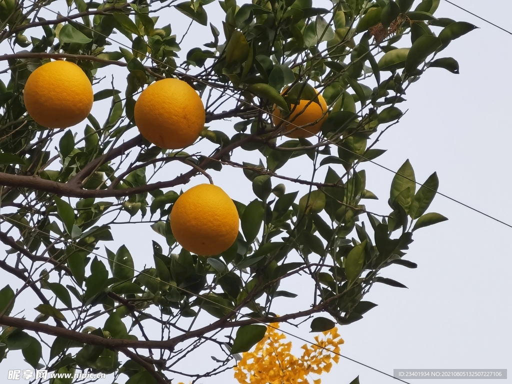 金黄色的柚子和柚子树