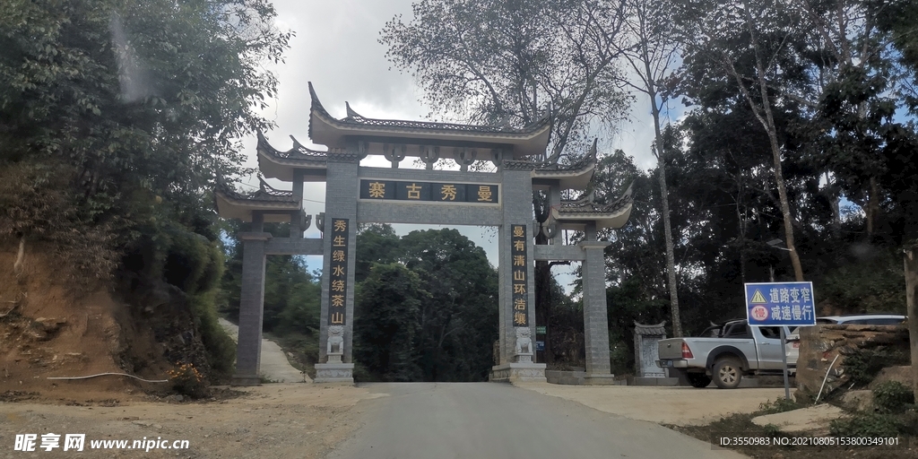 易武 茶山 茶树