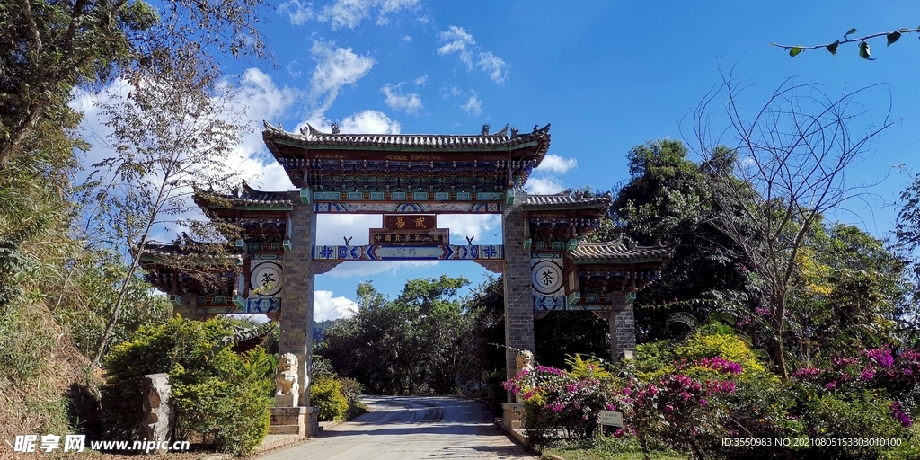 易武 茶山 茶树