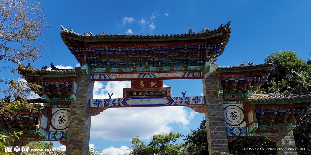 易武 茶山 茶树