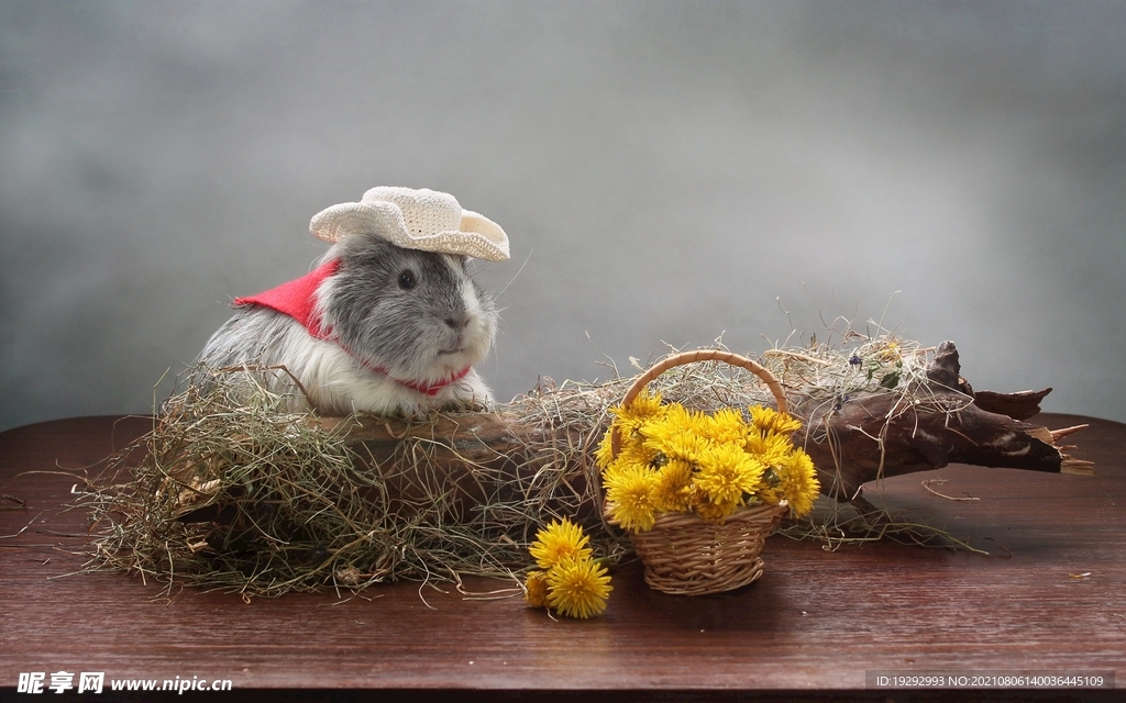 动物