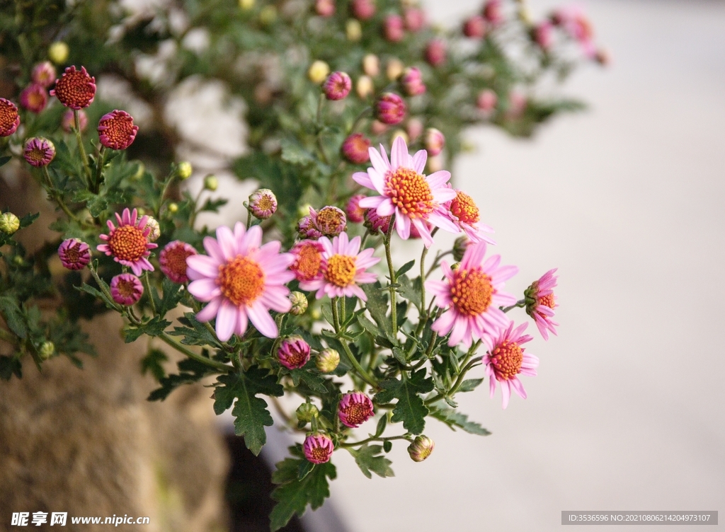 雏菊