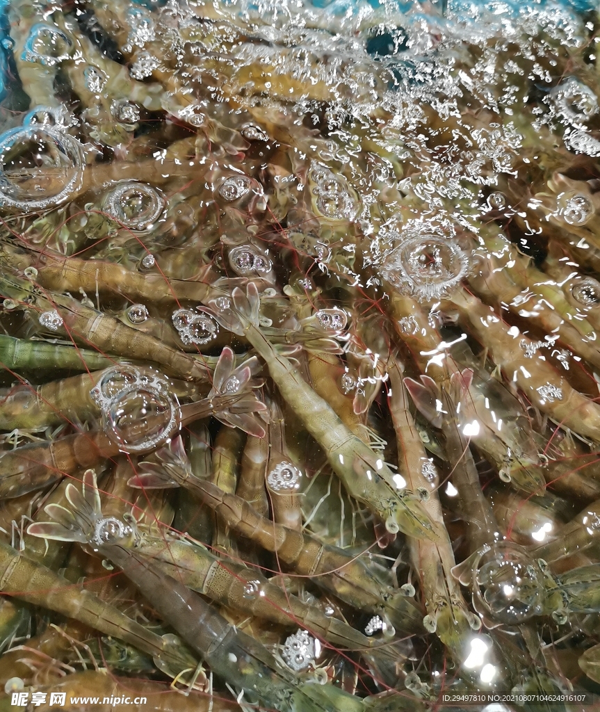 鲜虾