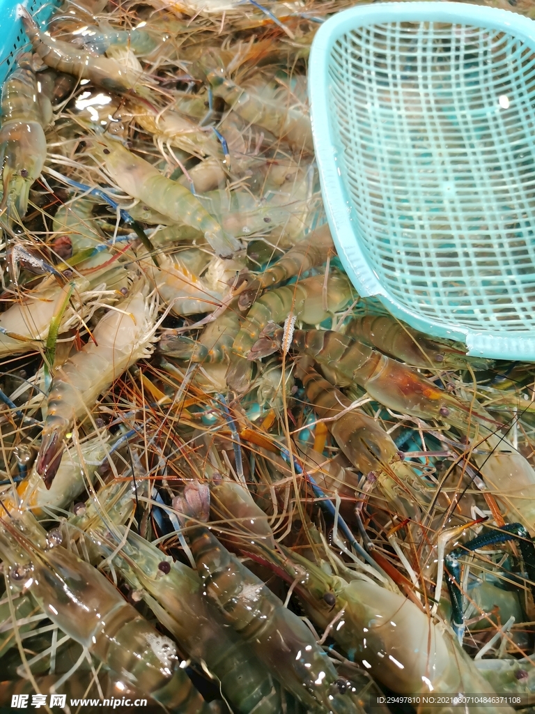 鲜虾