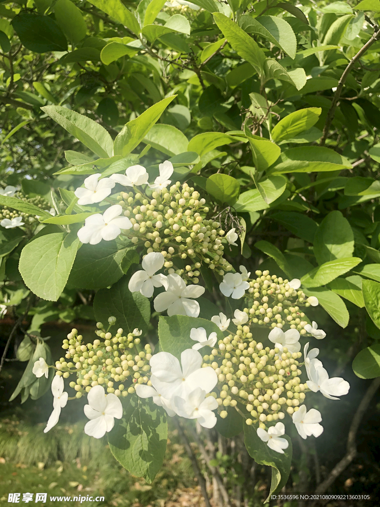 扬州市花琼花
