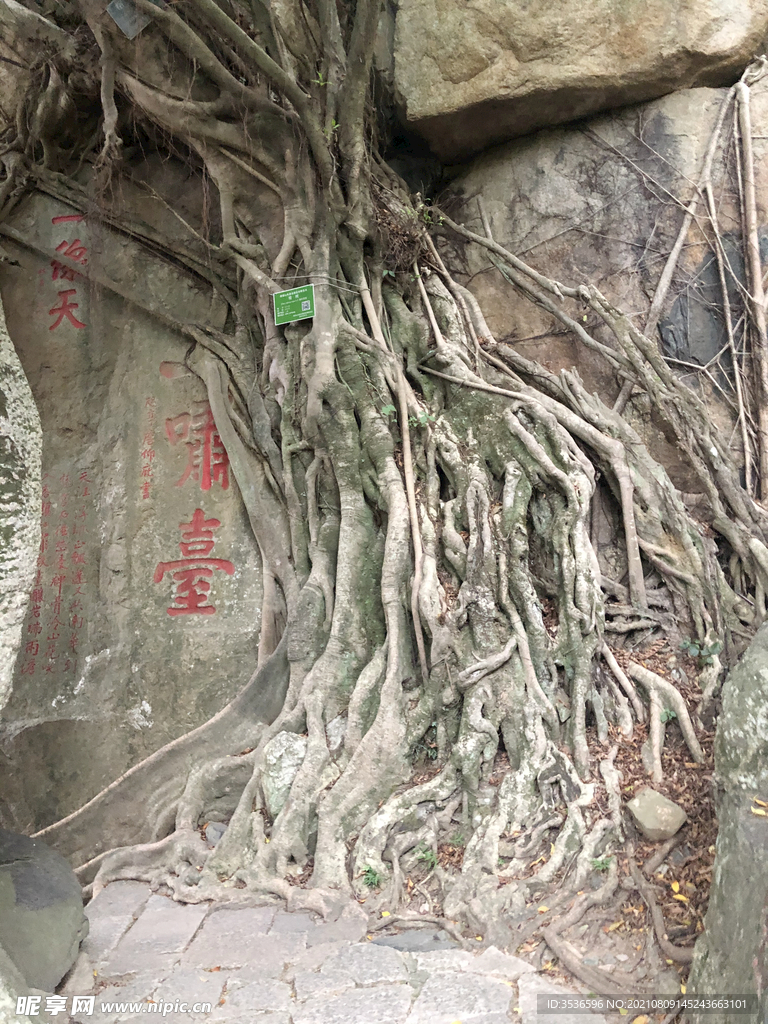 老树根