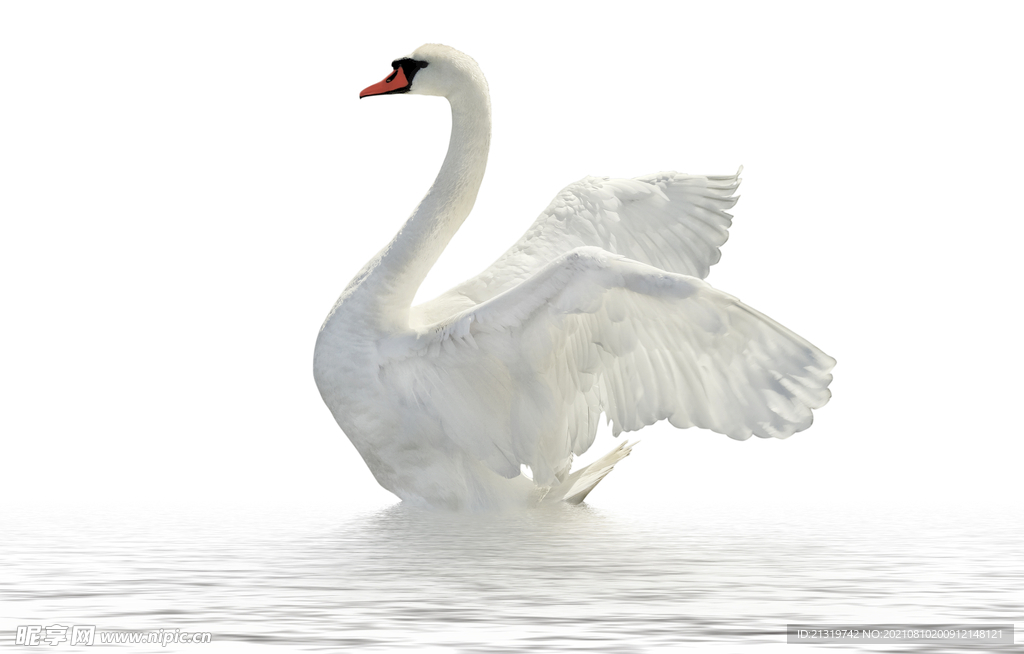 天鹅高清图片