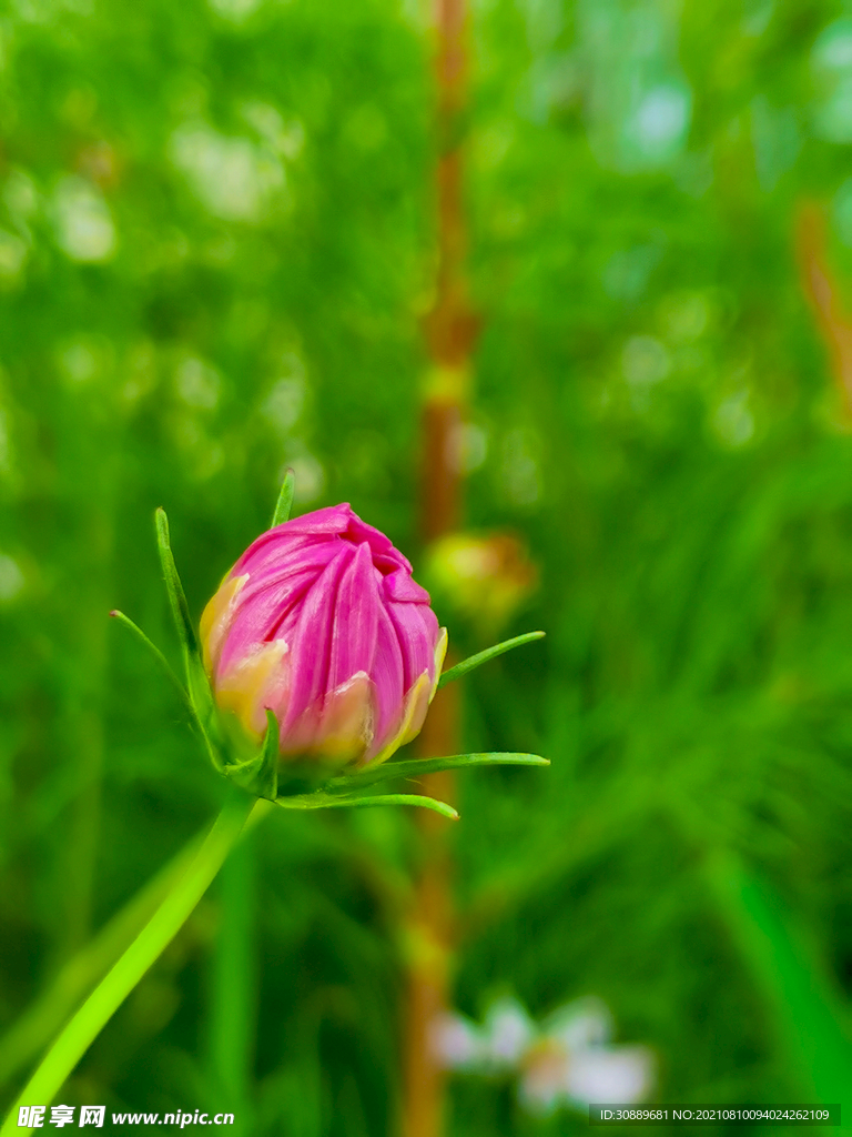 粉红花