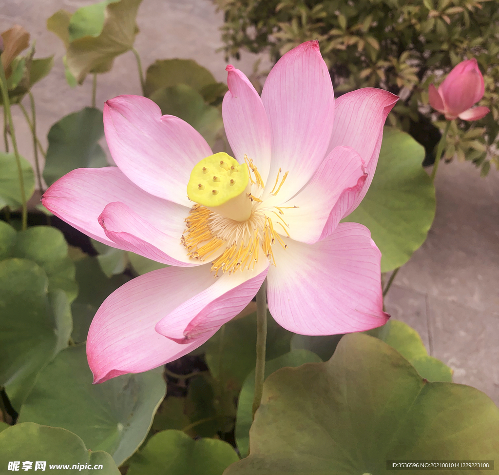 荷花