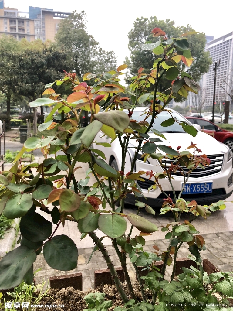 植物与汽车