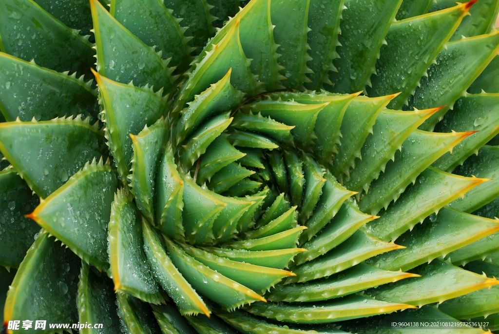 芦荟细节