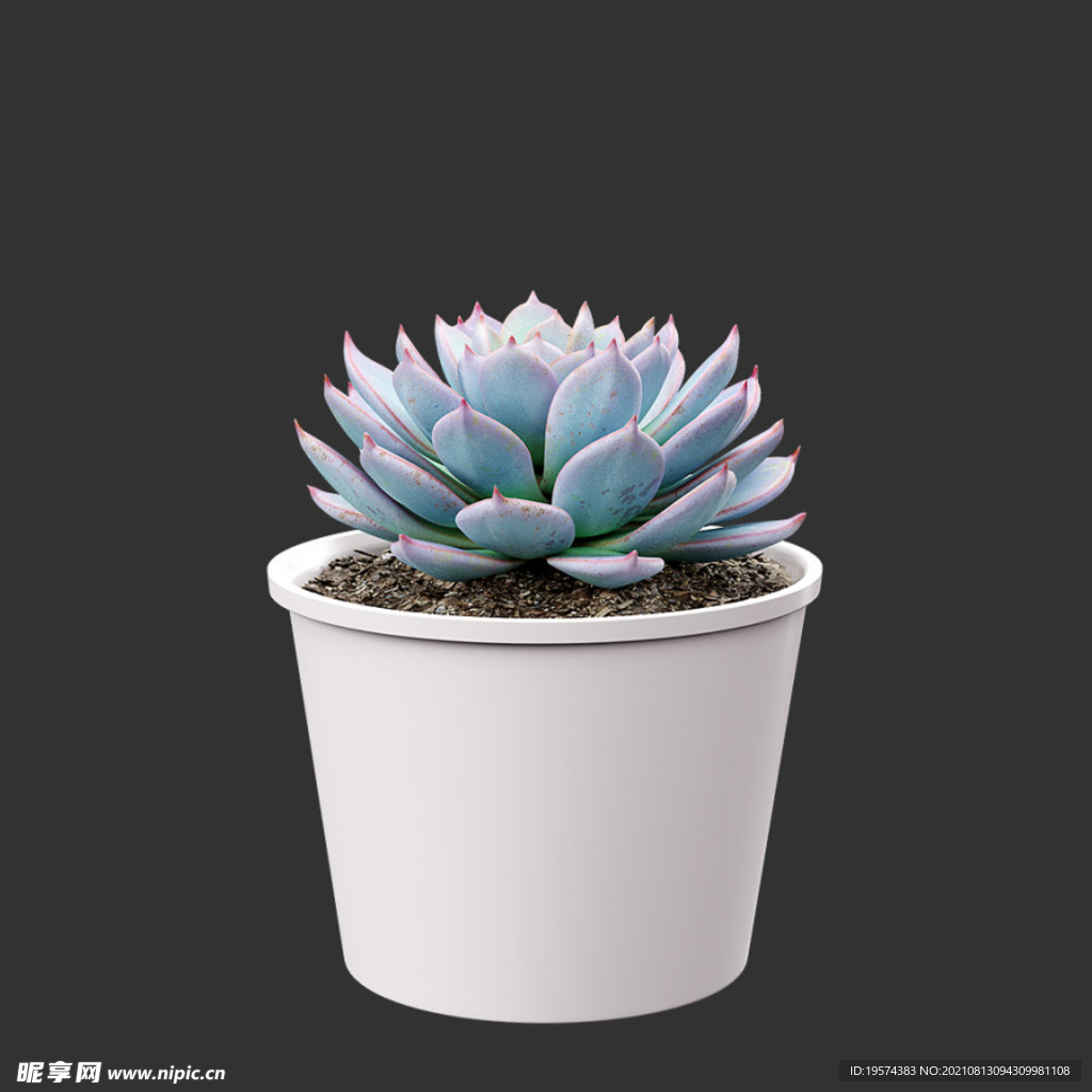 C4D模型多肉植物