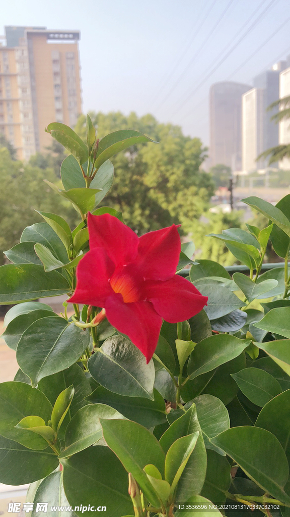 一朵小红花