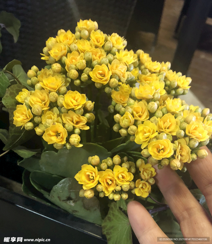 黄色的小花