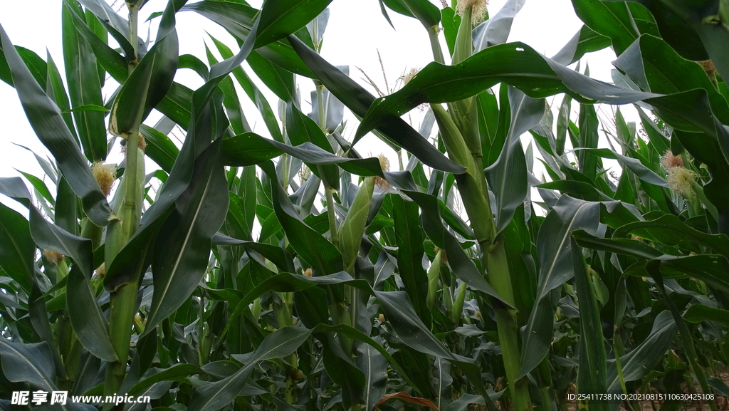 玉米素材