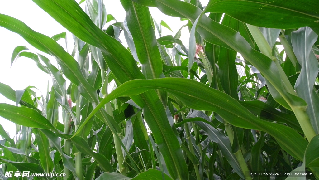 玉米地特写