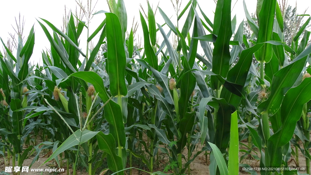 玉米生长图