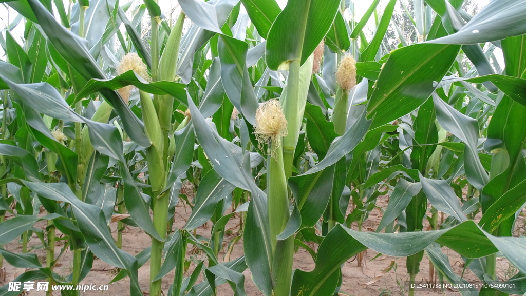 玉米生长图