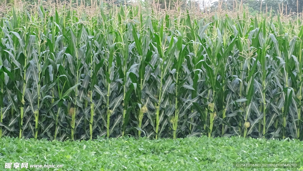 一大片玉米林