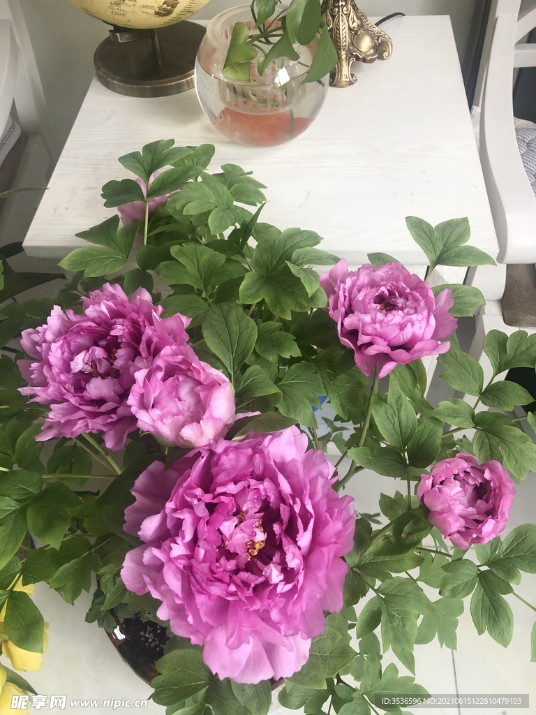 牡丹花