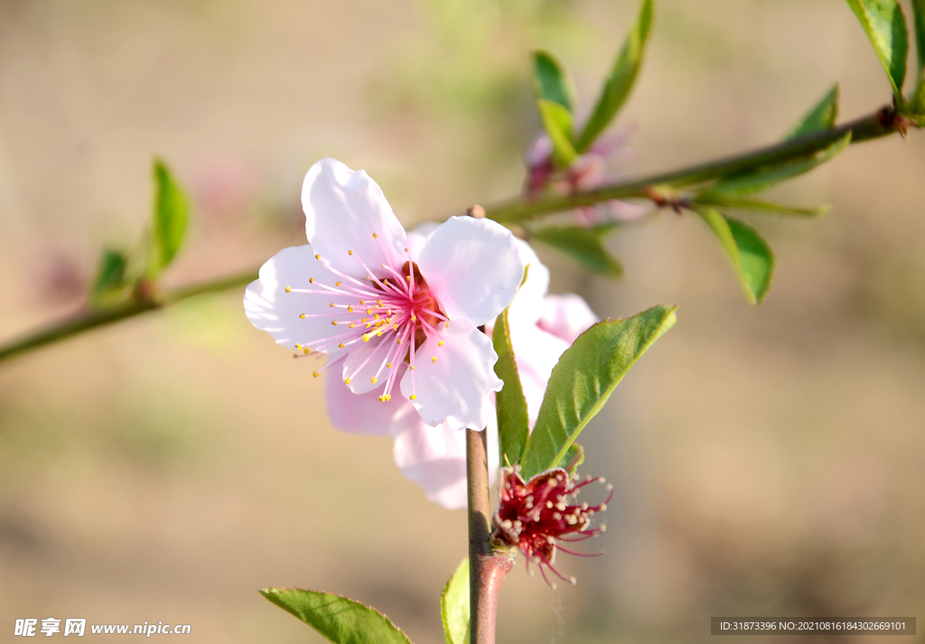 桃花 桃花枝