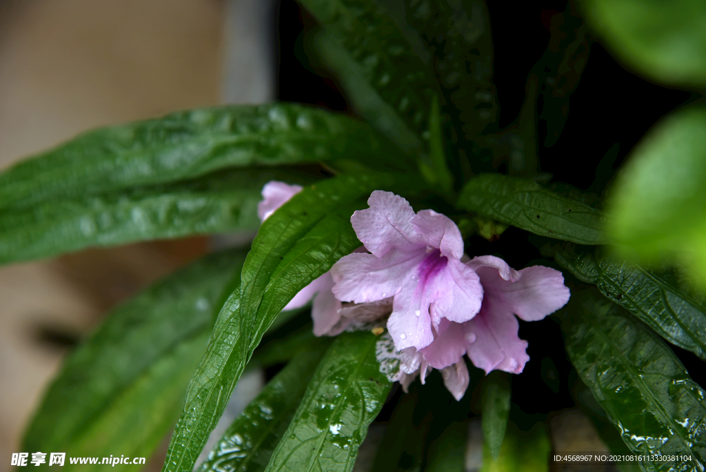 翠芦莉