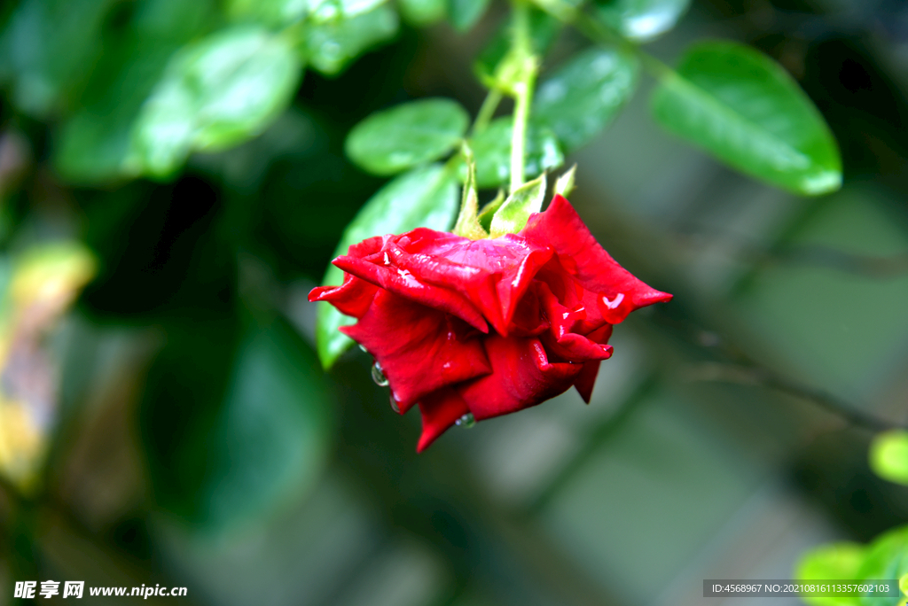 月季花