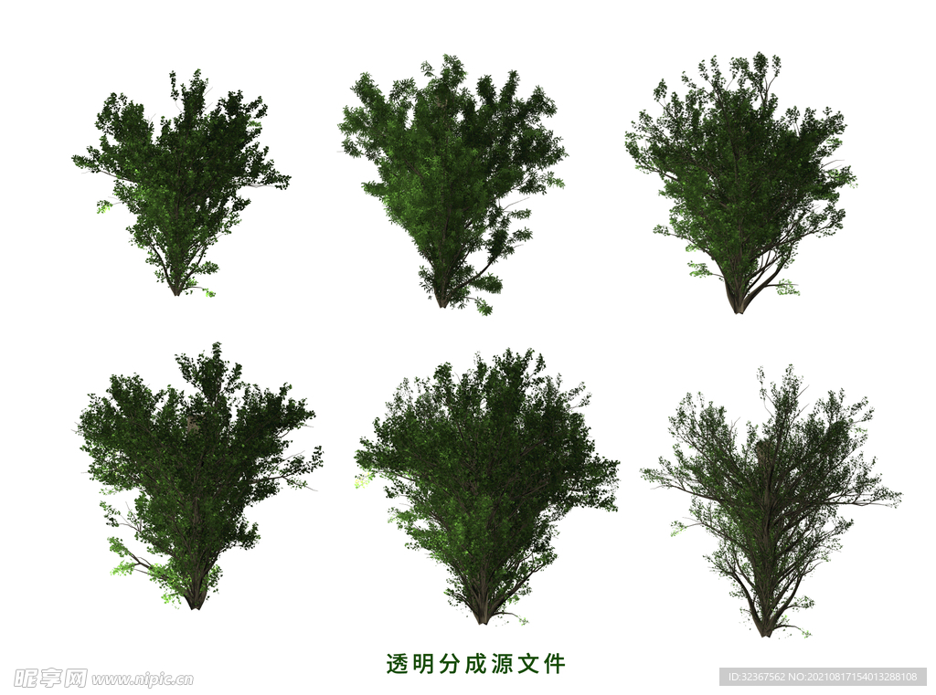 橡树