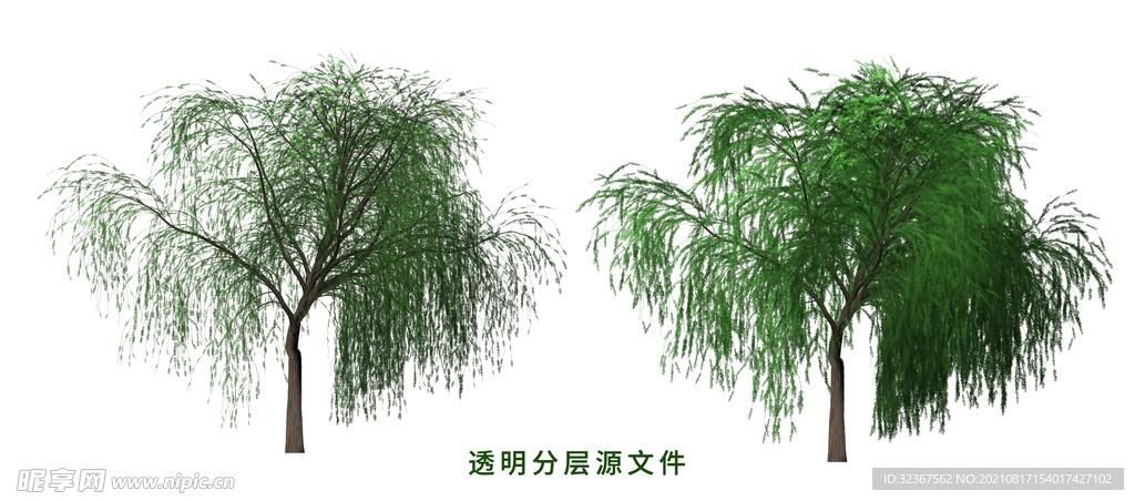 柳树