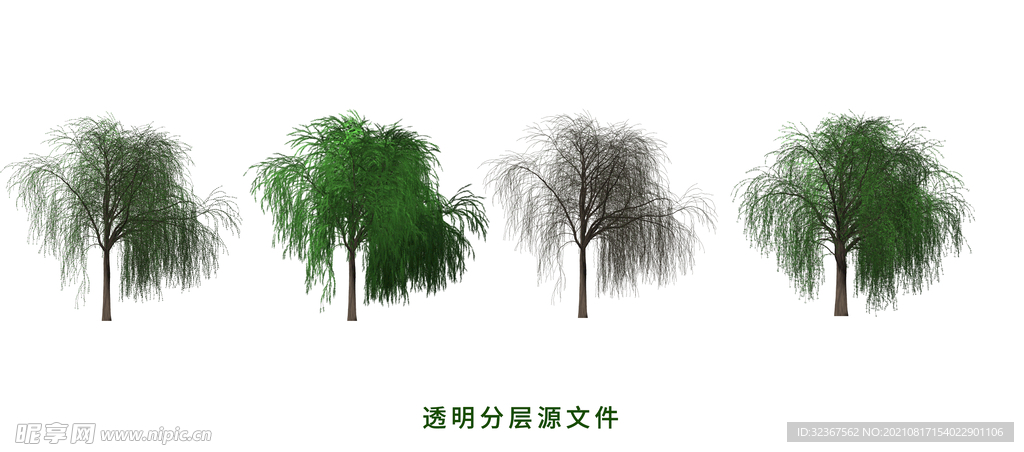 凋谢柳树