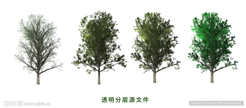 白蜡树