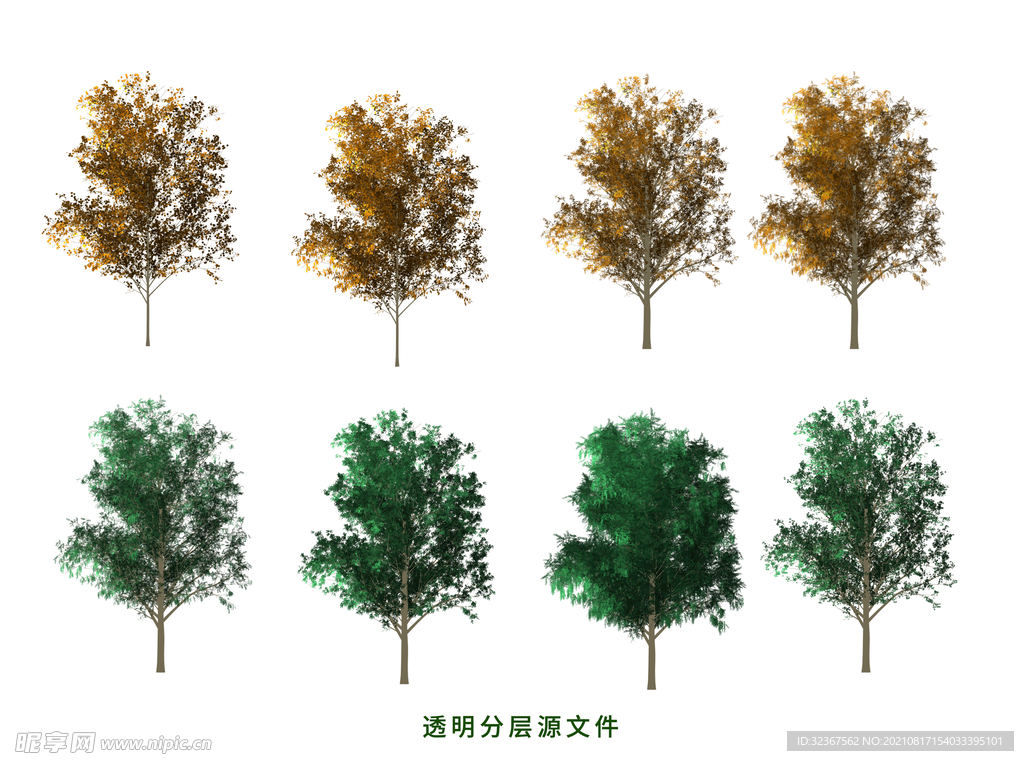 白蜡树