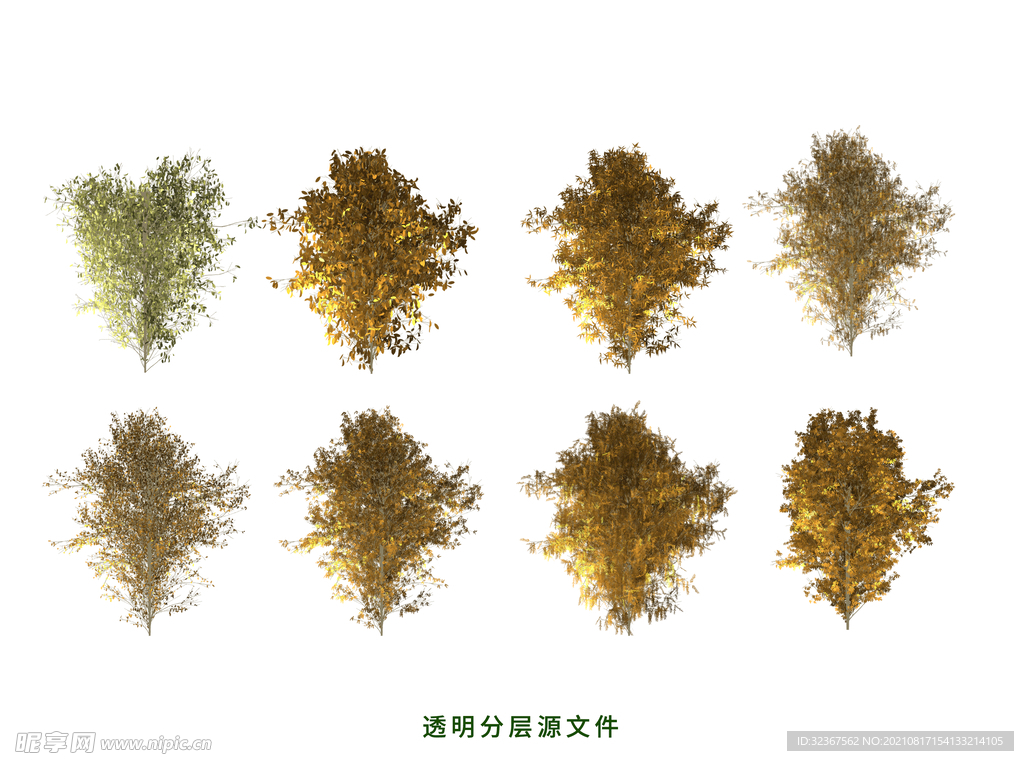 枫树