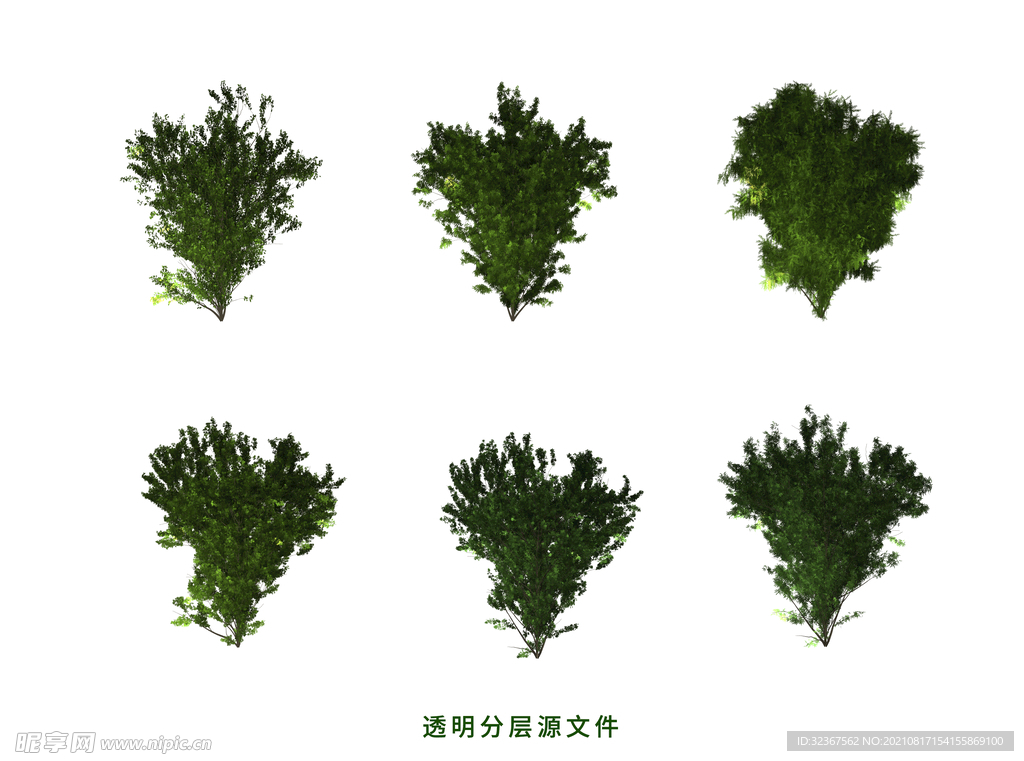 橡树素材