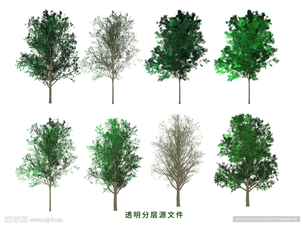 白蜡树