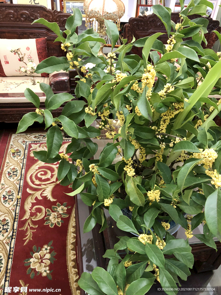 桂花