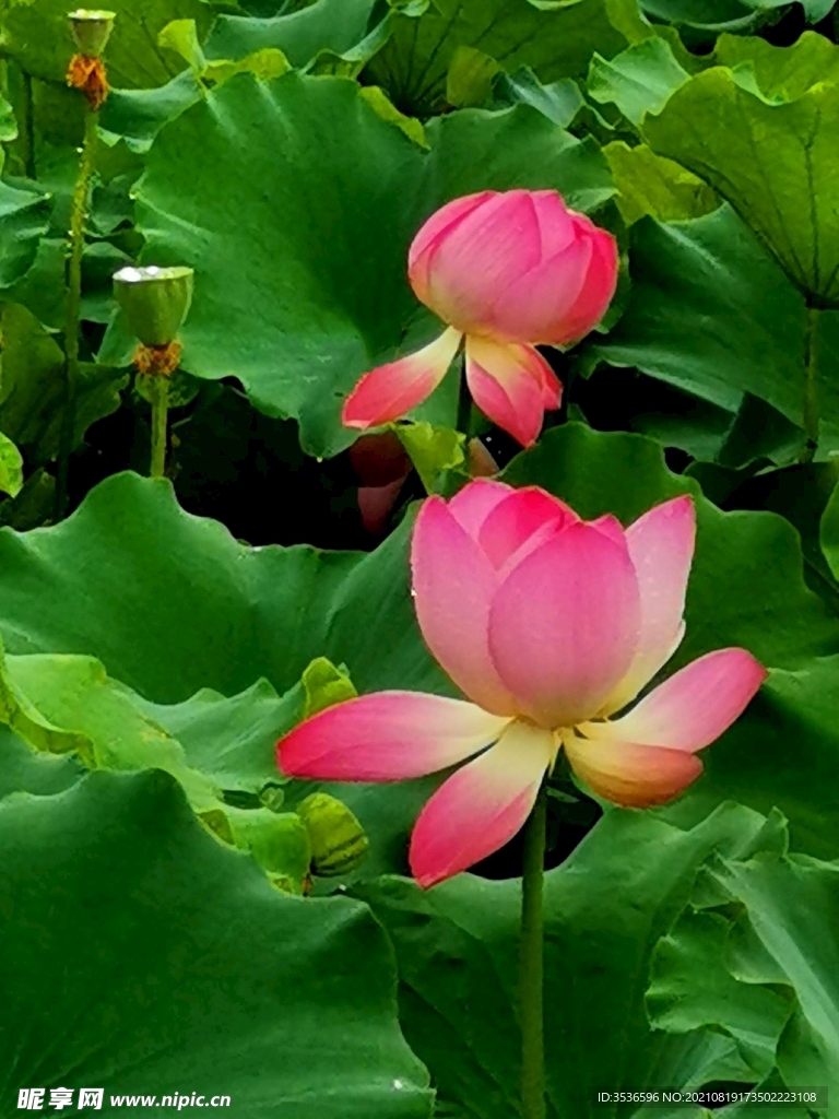 荷花 